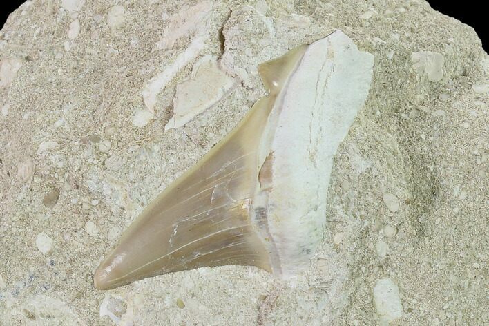 Otodus Shark Tooth Fossil in Rock - Eocene #135852